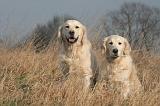GOLDEN RETRIEVER 1029